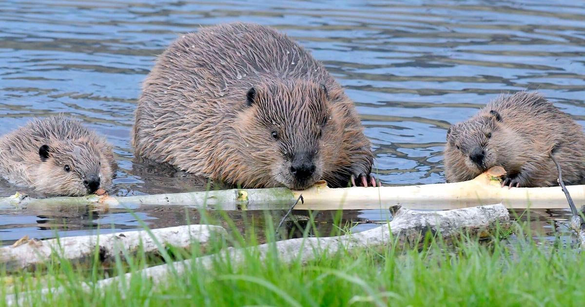 Protect Beaver Opinion: We must protect beavers | Freeaccess | idahostatejournal.com