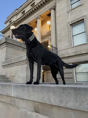 Explosive detection K-9 Kimber retires following cancer diagnosis