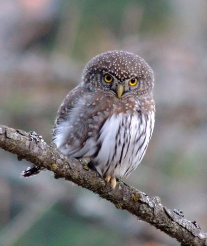 northern pygmy-owl by Mary Miller Rumple.jpg