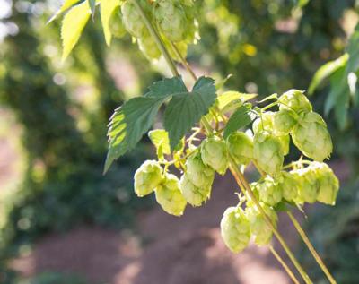 Hops
