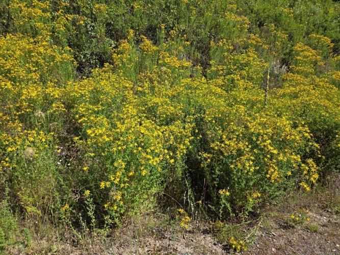 Stjohnswort