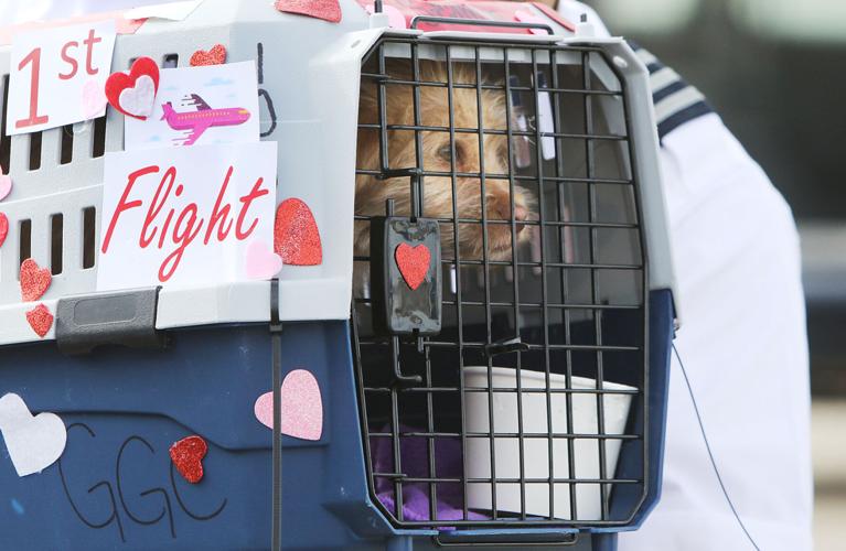 Shelter Dog Airlift