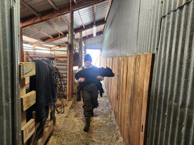 Thomson family -bringing a new calf into the barn