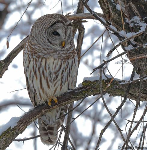 barred owl by Ceredig Roberts.jpg