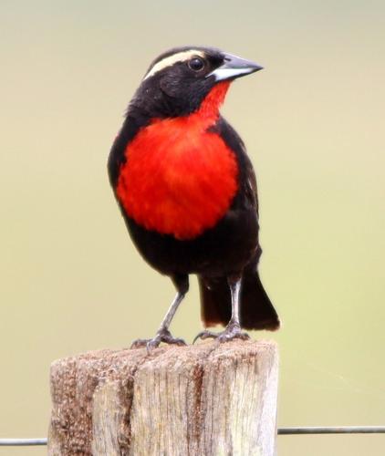 white-browed meadowlark by Luiz Carlos Rocha.jpg
