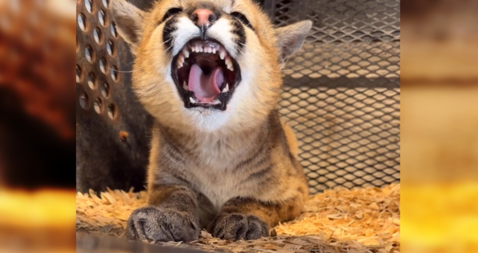 bABY Cougar 2026.png