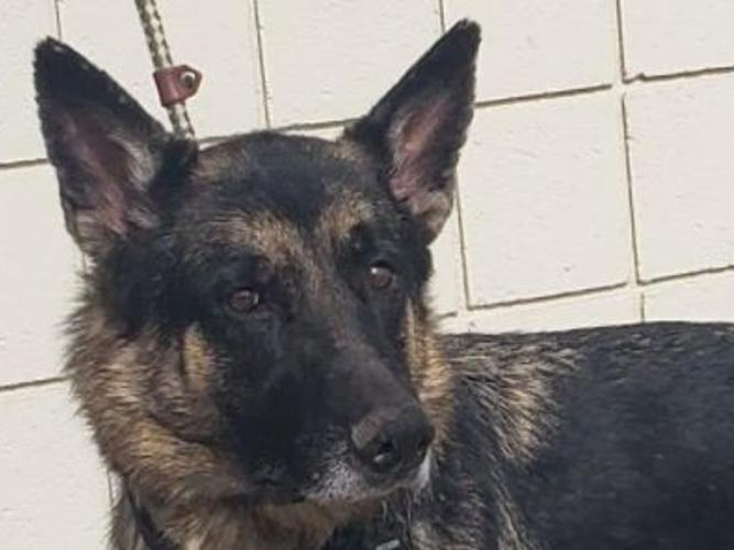 Three Dogs Rescued From Snake River Over Weekend Freeaccess Idahostatejournal Com