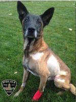 Boise police K-9 injured in shootout dies