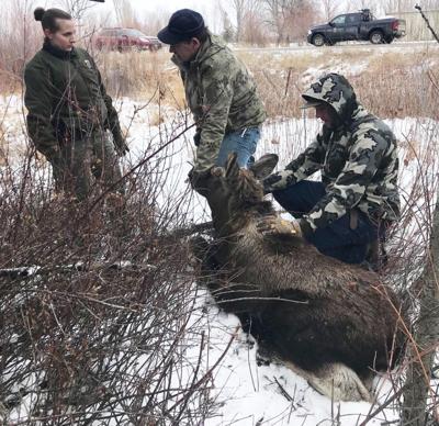 Authorities seek suspect who shot moose in the head with arrow | Xtreme ...