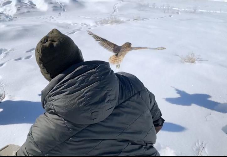barn owl