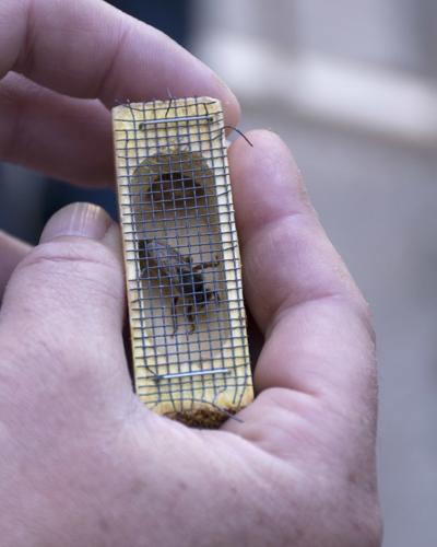 Queen bee removed from Swanson Arch