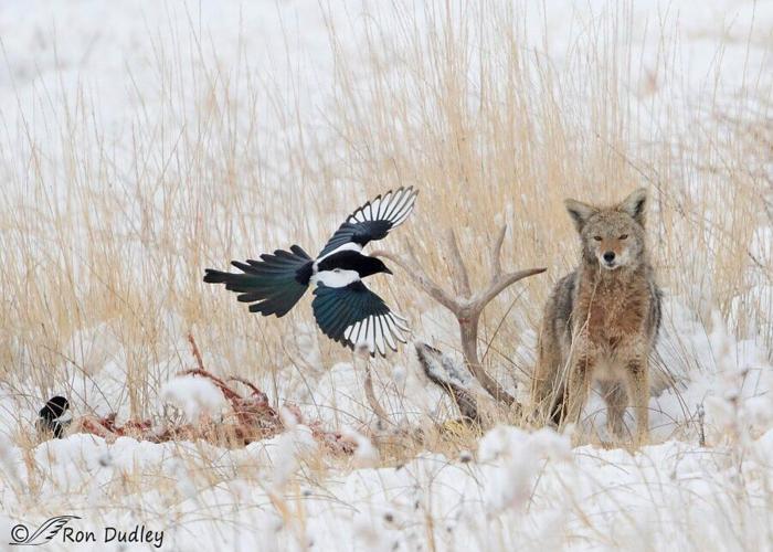 black-billed magpie and coyote
