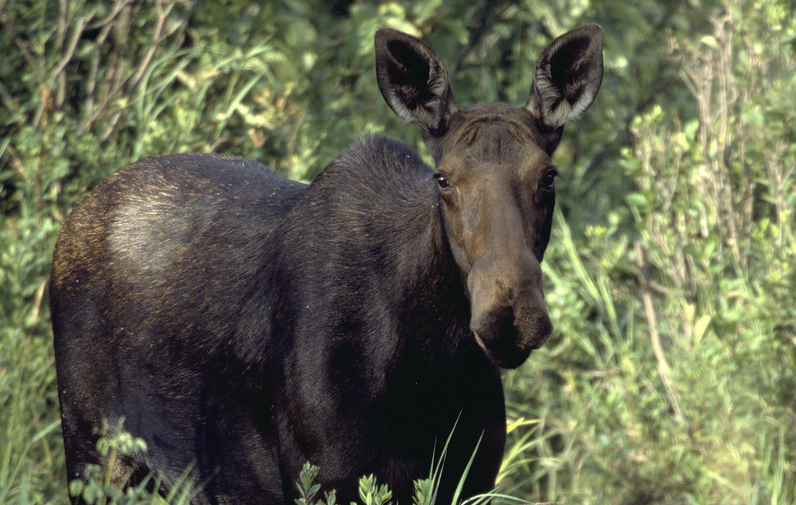 Fish and Game kills 2 moose that wandered into Pocatello freeway ...