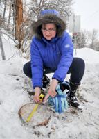 Controversial Inkom tree now a stump but court battle goes on