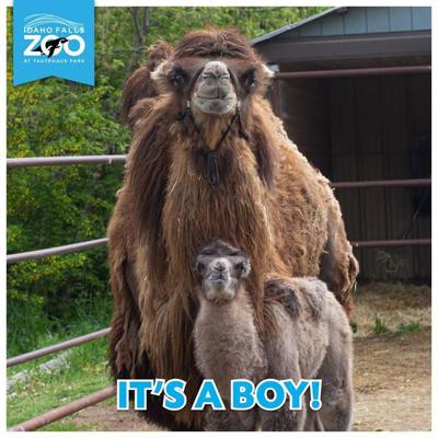 Idaho Falls Zoo Wants Public Input To Name Baby Camel Local Idahostatejournal Com