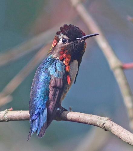 bee hummingbird by Andre E. Moncrieff.jpg