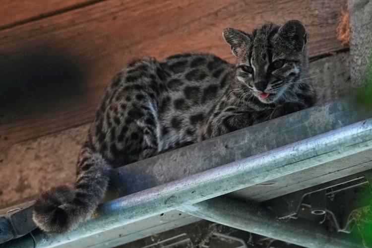 Bolivia's new wild cat, arts protests and other top photos from Latin America and the Caribbean