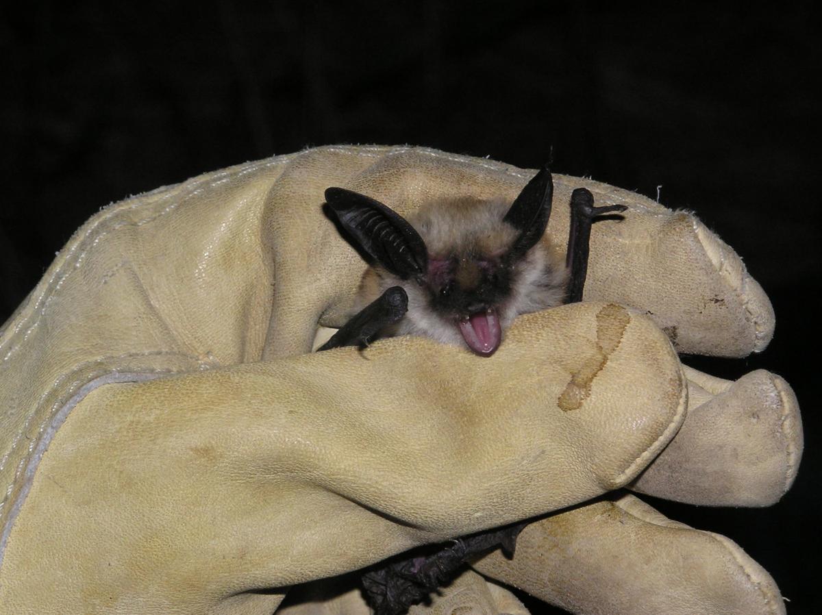 Bat facts and misconceptions Xtreme Idaho