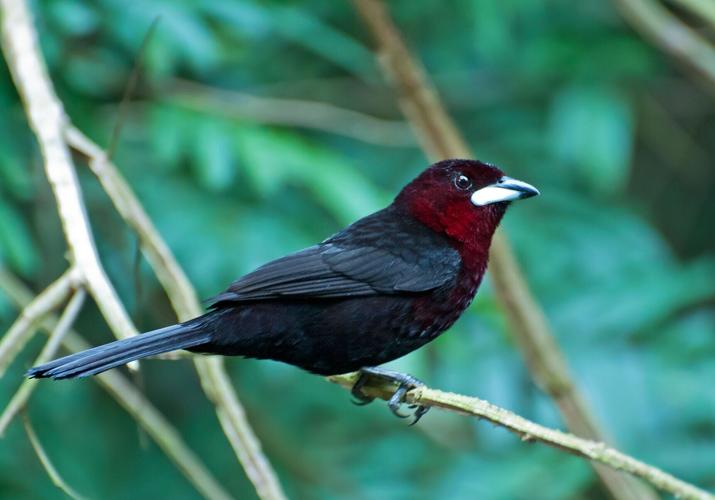 silver-beaked tanager by Dario Sanches.jpg