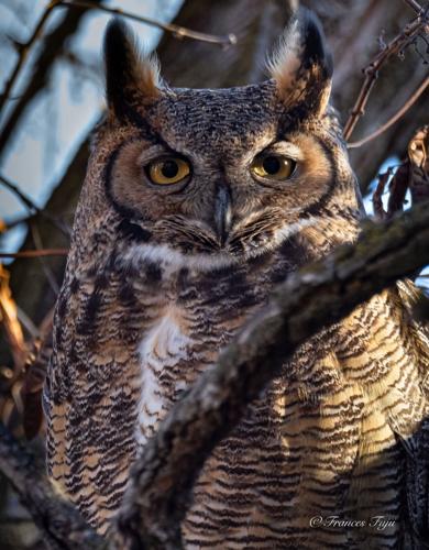 great horned owl by Frances Fujii.jpeg