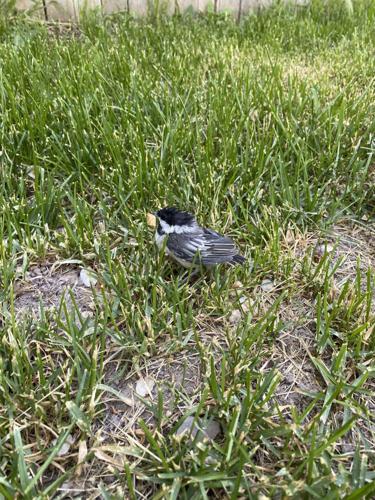 Fledgling chickadee