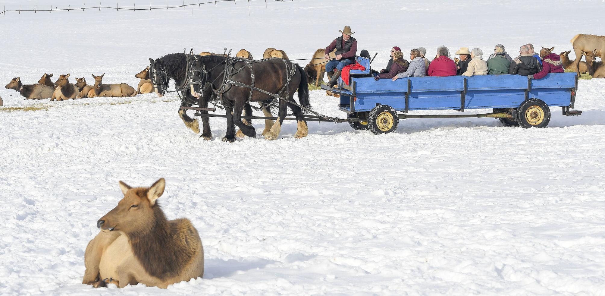 Take a sleigh ride through wild elk near Idaho-Utah border | Local ...