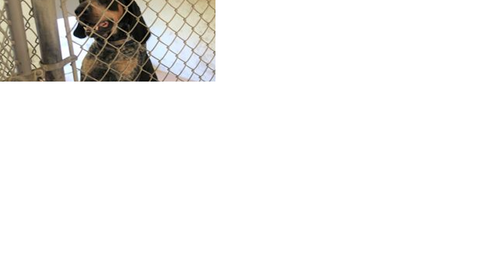 Police: Boy facing felony charges after breaking into animal shelter, feeding dogs rat poison - Vimarsana News
