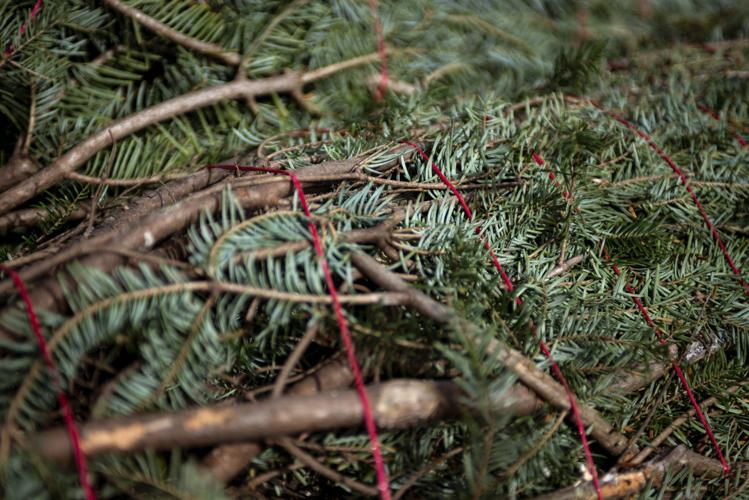 Impacts of Christmas tree shortage already being felt Freeaccess