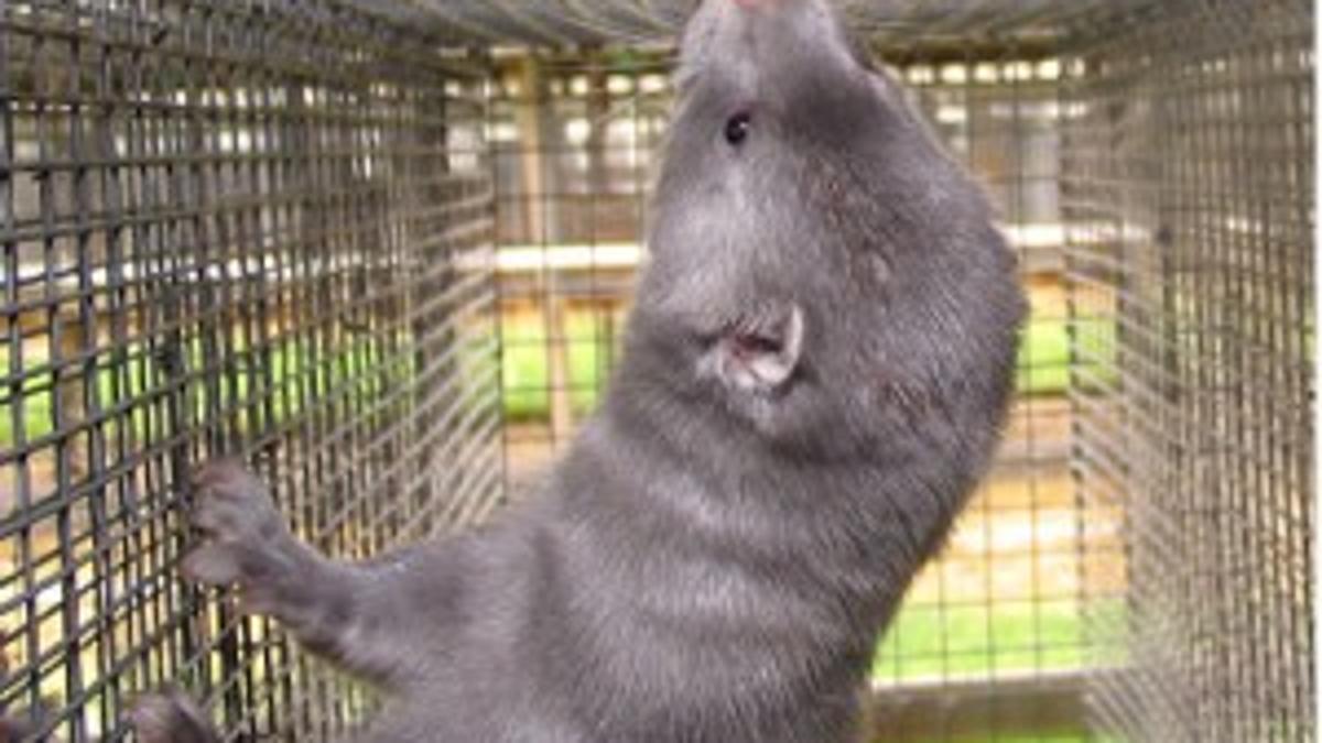 Mink Treatment Draws Group S Wrath Local Idahostatejournal Com