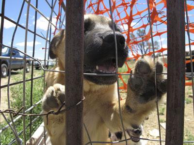 Reservation Dogs Roam Unchecked Attacks Common Online Idahostatejournal Com