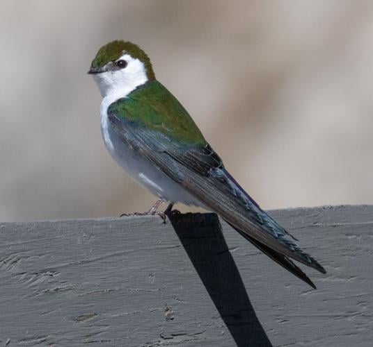violet-green swallow by Terry Rich.jpg