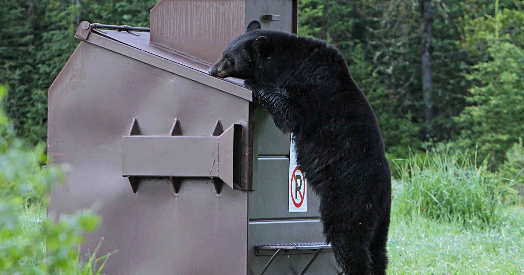 Teton County residents reminded to properly store attractants to reduce human-bear conflicts - Vimarsana News