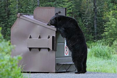 black bear