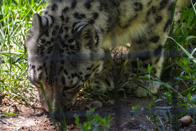 Snow leopard