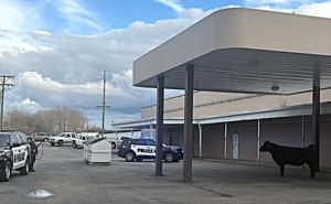 Cow out for a stroll takes police on wild goose chase