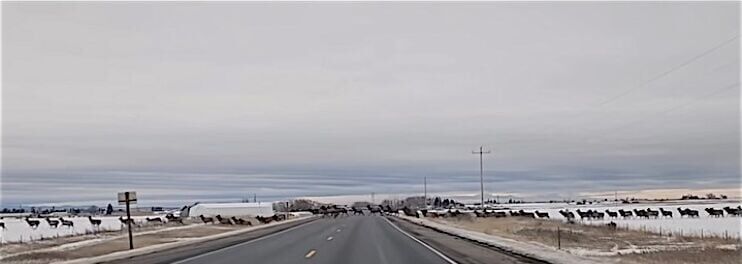 Fremont Sheriff warning travelers about elk on roadways