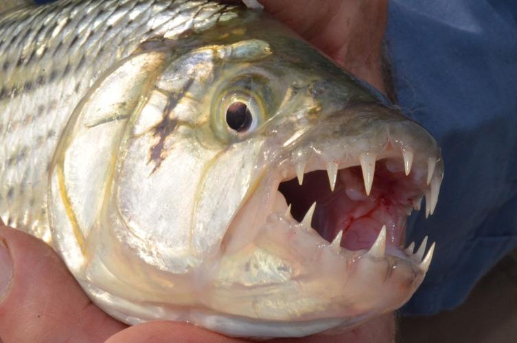 Fishing For Tiger Fish With Razor Sharp Teeth In Botswana Looks