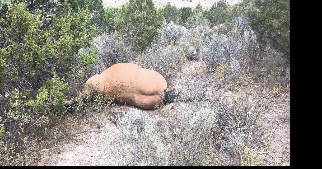 Family says shooting death of beloved ranch horse near Arimo was accidental, person responsible comes forward