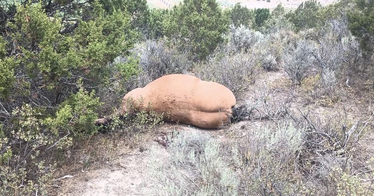 Family says shooting death of beloved ranch horse near Arimo was accidental, person responsible comes forward
