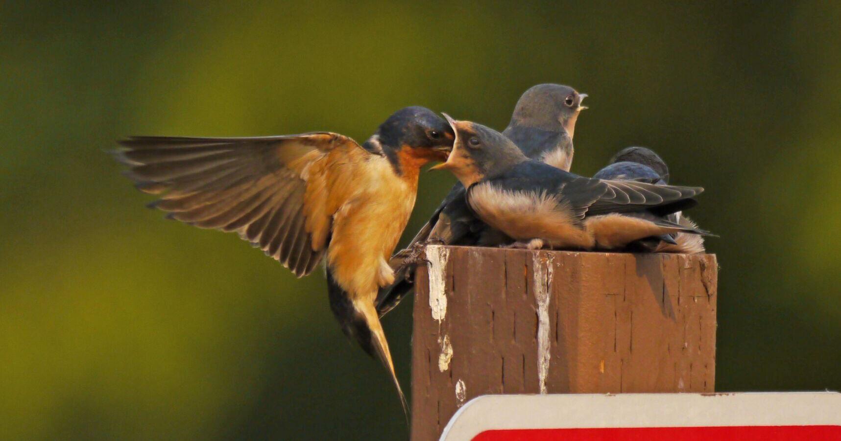 World Migratory Bird Day - Vimarsana News