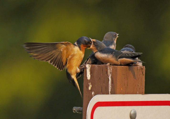 A barn swallow feeding young