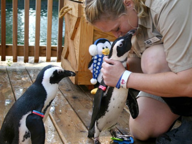 Zoo's penguin program is a hit with people and the birds | Members