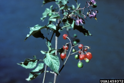 Bittersweet nightshade