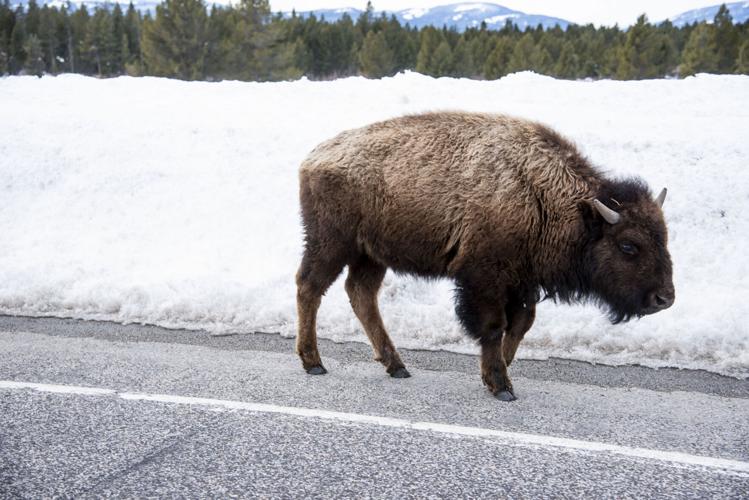 Wildlife crossing