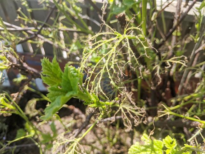Currant bush