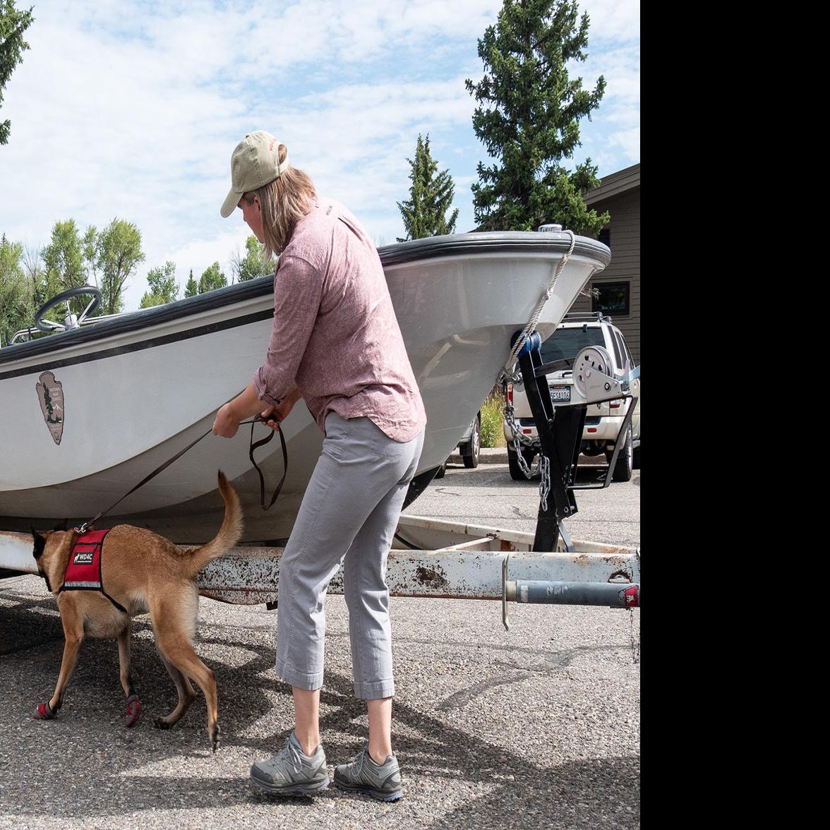 Mussel-sniffing hound works Grand Teton park watercraft check station, Local News