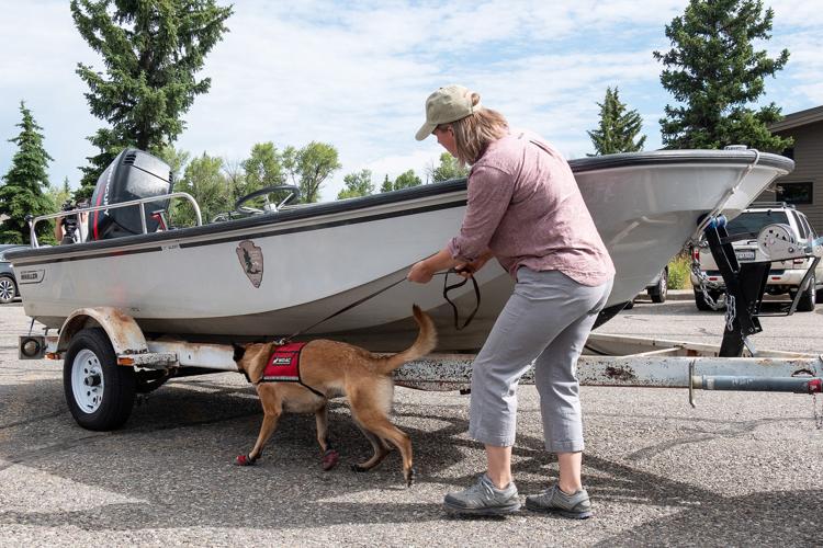 Mussel-sniffing hound works Grand Teton park watercraft check station, Local