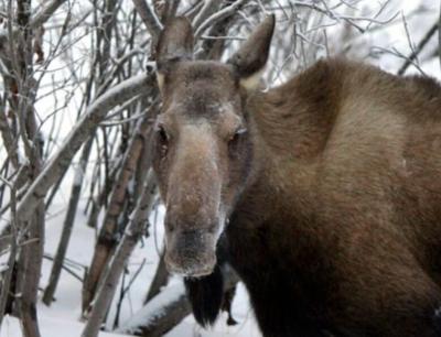 Moose NEW