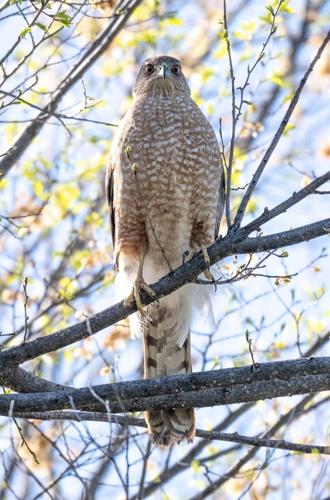 Cooper's hawk by Terry Rich.jpg