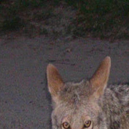 Oklahoma Department of Wildlife Conservation tells family to release pet  coyote or put it down